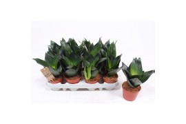 Sansevieria trifasciata hahnii black