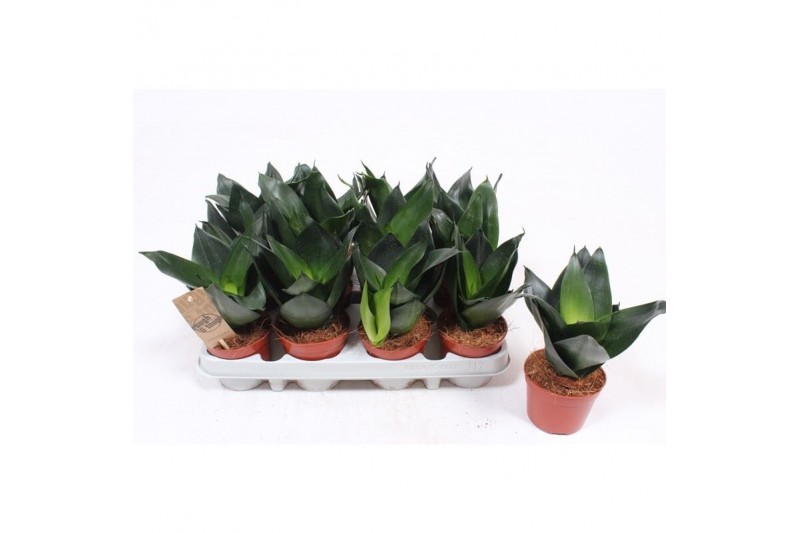Sansevieria trifasciata hahnii black 