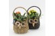 Arrangementen kamerplanten HECR-2507M Autumn Essentials 2 pp 