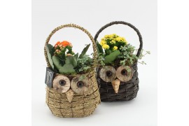 Arrangementen kamerplanten HECR-2507M Autumn Essentials 2 pp