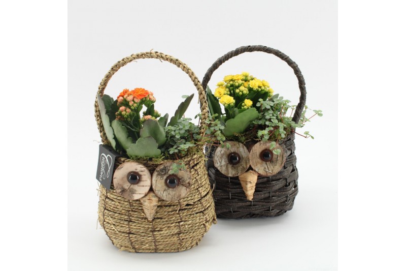 Arrangementen kamerplanten HECR-2507M Autumn Essentials 2 pp Arrangementen kamerplanten HECR-2507M Autumn Essentials 2 pp