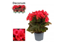 Begonia elatior hl. adonia pink decorum,1 pp