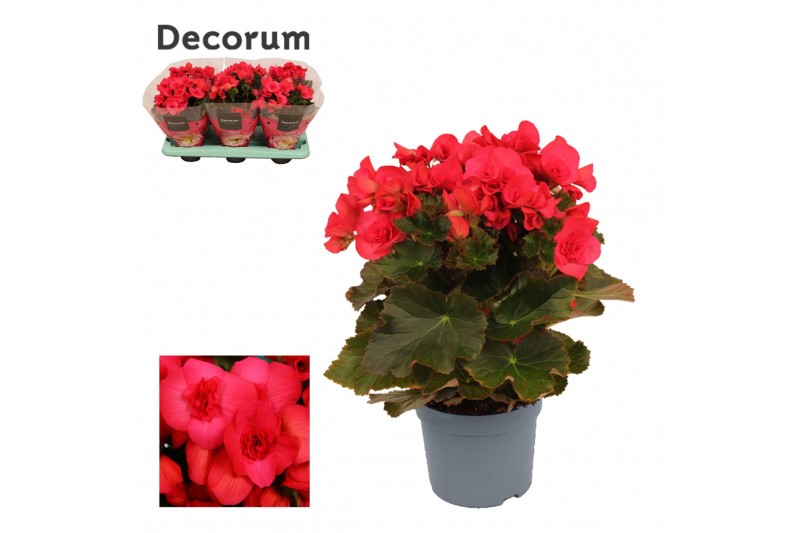 Begonia elatior hl. adonia pink decorum,1 pp Begonia elatior hl. adonia pink decorum,1 pp