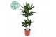 Dracaena frag. der. janet lind 45-15-10 