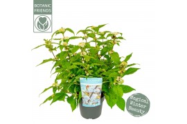 Callicarpa bodnieri magical snowstar