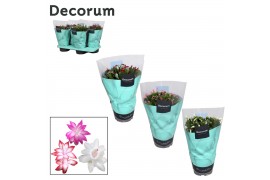 Schlumbergera mix 4 kleuren