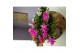 Schlumbergera mix 4 kleuren 