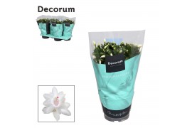 Schlumbergera wit decorum met hoes