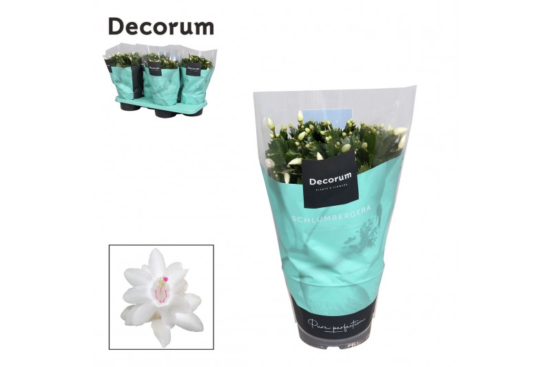 Schlumbergera wit decorum met hoes 