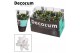 Schlumbergera wit decorum met hoes 