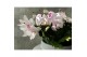 Schlumbergera wit decorum met hoes 