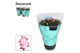 Schlumbergera rood decorum in hoes