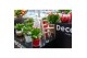 Schlumbergera rood decorum in hoes 