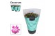 Schlumbergera roze decorum met hoes 