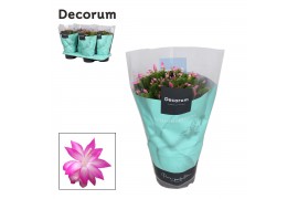Schlumbergera roze decorum met hoes