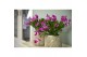 Schlumbergera roze decorum met hoes 