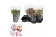 Schlumbergera mix 4 kleuren 