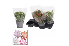 Schlumbergera mix 4 kleuren