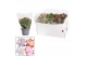 Schlumbergera mix 4 kleuren 