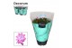 Schlumbergera dark eva purple jolly dancer decorum met hoes 