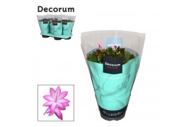 Schlumbergera dark eva purple jolly dancer decorum met hoes