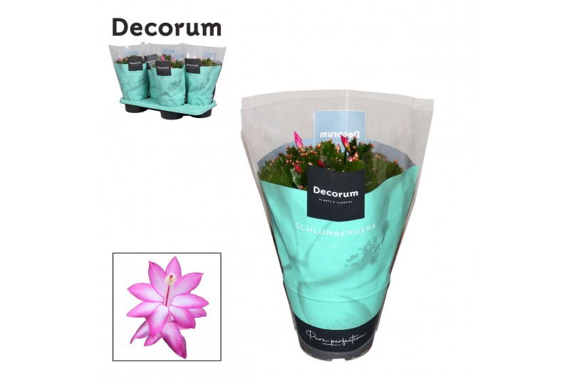 Schlumbergera dark eva purple jolly dancer decorum met hoes 