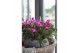 Schlumbergera dark eva purple jolly dancer decorum met hoes 