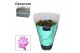 Schlumbergera dark eva purple jolly dancer decorum met hoes 