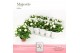 Rosa amorosa infinity white 