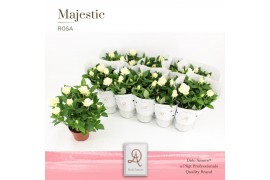 Rosa amorosa infinity white
