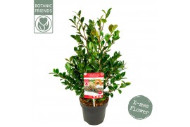Camellia sasanqua yuletide premium