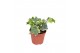 Hedera helix bont 6pp - 5-8cm Rank 