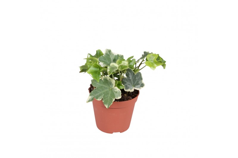 Hedera helix bont 6pp - 5-8cm Rank 