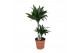 Dracaena fragr. compacta green jewel 2pp - 45-15 