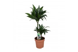 Dracaena fragr. compacta green jewel 2pp - 45-15