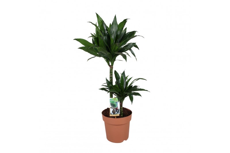Dracaena fragr. compacta green jewel 2pp - 45-15 