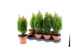 Chamaecyparis lawsoniana ellwoods gold