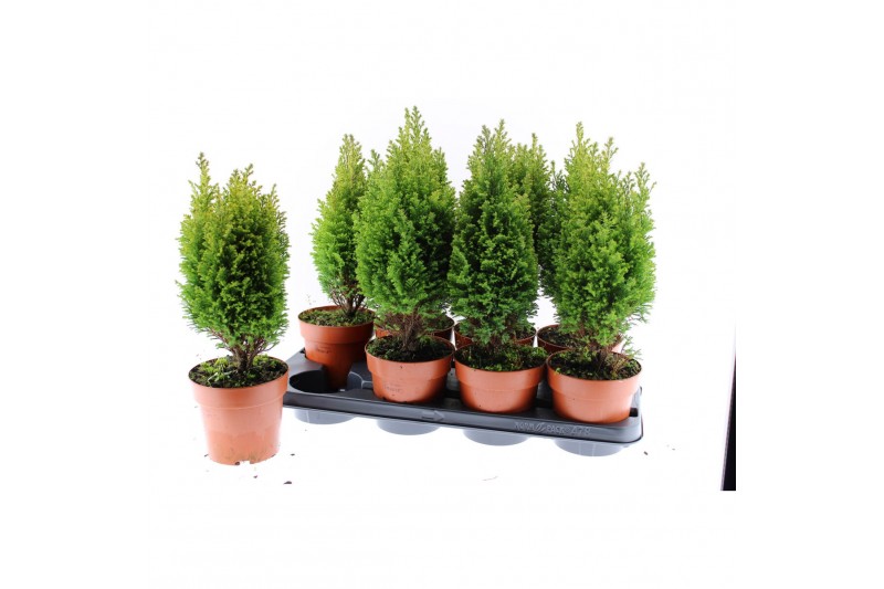 Chamaecyparis lawsoniana ellwoods gold 