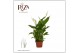 Spathiphyllum chopin 2+ bloem - Zonder hoes 