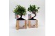 Bonsai mix in Wooden Cross 