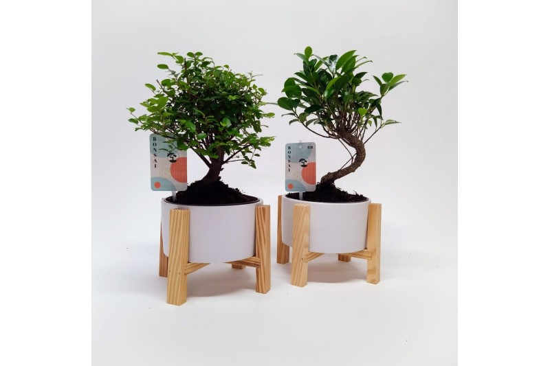 Bonsai mix in Wooden Cross 