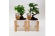 Bonsai mix in Wooden Cross 