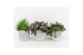 Kamerplanten mix groen in stone look pot