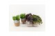 Kamerplanten mix groen in basket 