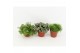 Kamerplanten mix groen pure mix 