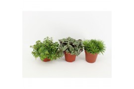 Kamerplanten mix groen pure mix