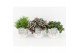 Rhipsalis mix in wood wit 