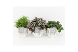 Rhipsalis mix in wood wit