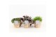Rhipsalis mix in wood bruin 
