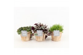 Rhipsalis mix in wood bruin